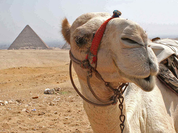 A loaded camel in the desert