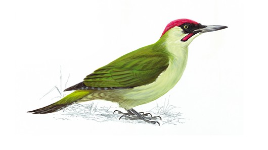 Painting of a woodpecker