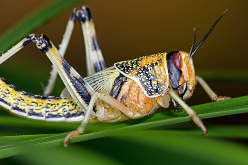 Desert Locust in gregarious form on large green leaf