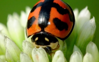 Ladybird feeding on a flower