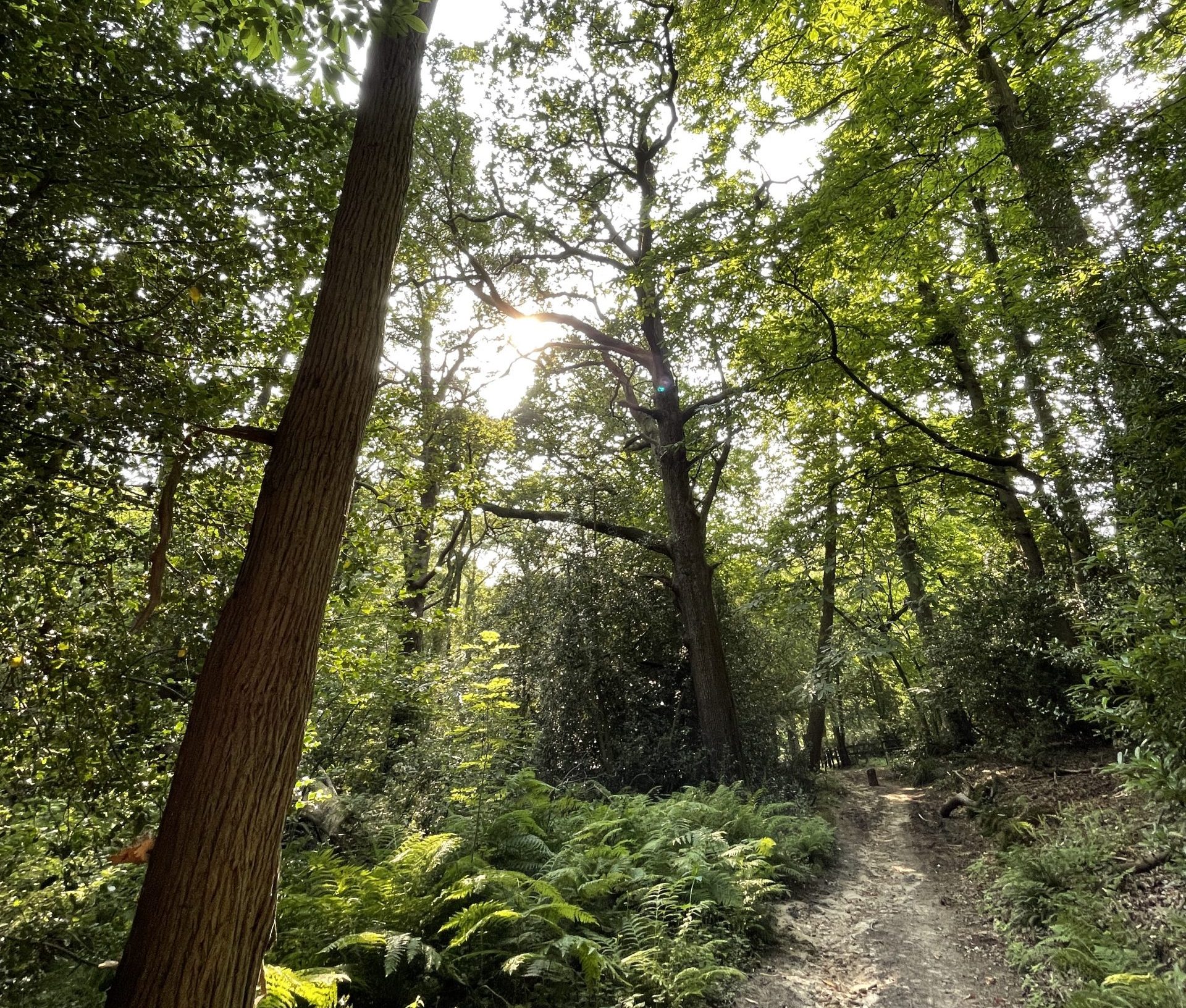 A path past a single tall tree amongst woodland greenery