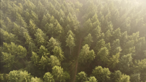 The view from a drone soaring above a forest