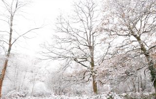 A picture of snowy trees surrounding a forest clearing, with perspective making them look as if they are leaning slightly