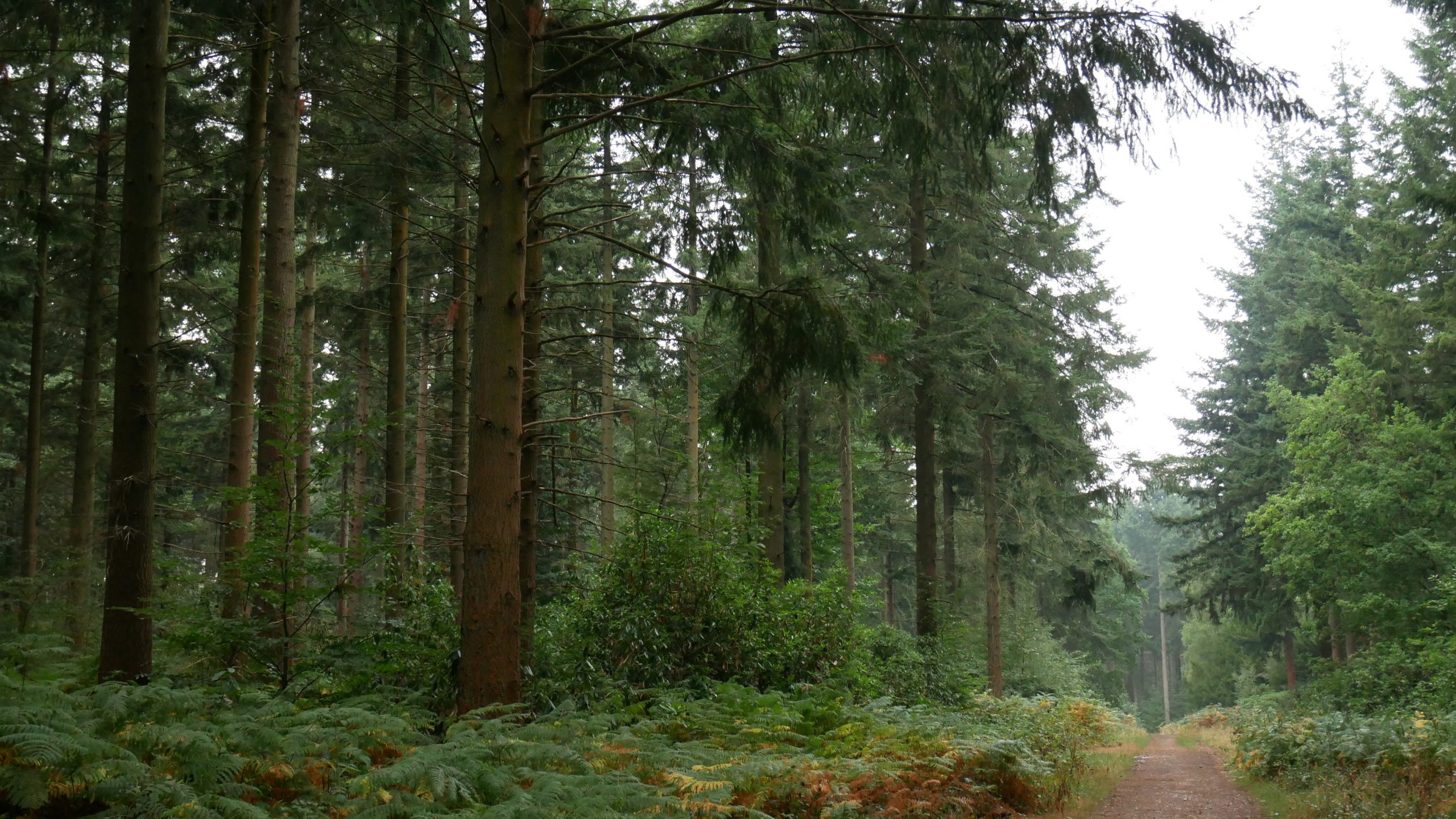 A wide track through trees in a forest in Surrey